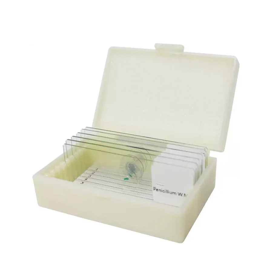 6PC Prepared Mildew Slices Mould Microscopic Slides Fungus Specimen Sample Section Biological Permanent Mycete Slicing for Lab