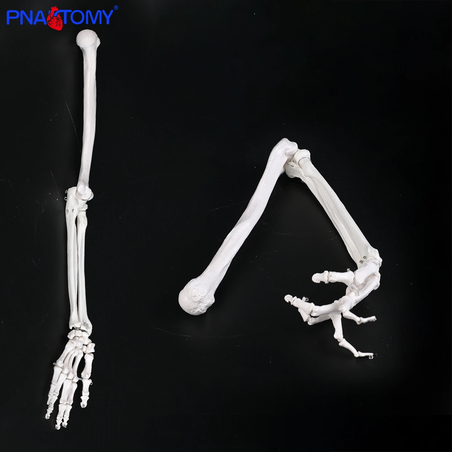 

Upper limb bone model: 1:1 ulna, radius, humerus, hand bones anatomical human skeleton teaching aid, can be bent