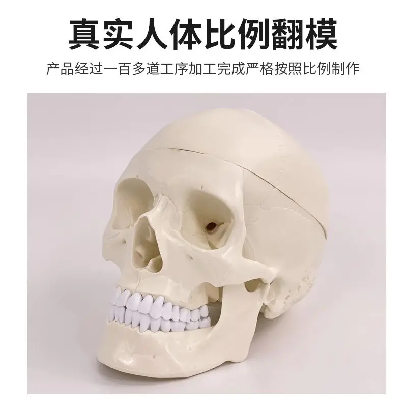 Adult 1:1 Medical Simulation Human Skull Model Skull Anatomy Digital Coding Identification Skull Specimen
