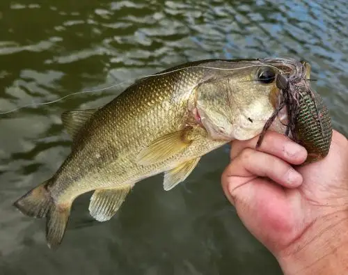 غير محلية السمك المسطح الضفدع STAGGER TWINTAIL مزدوجة الذيل دوامة OZARK الذاتي الركل الضفدع الطعم الناعم HIDEUP #5