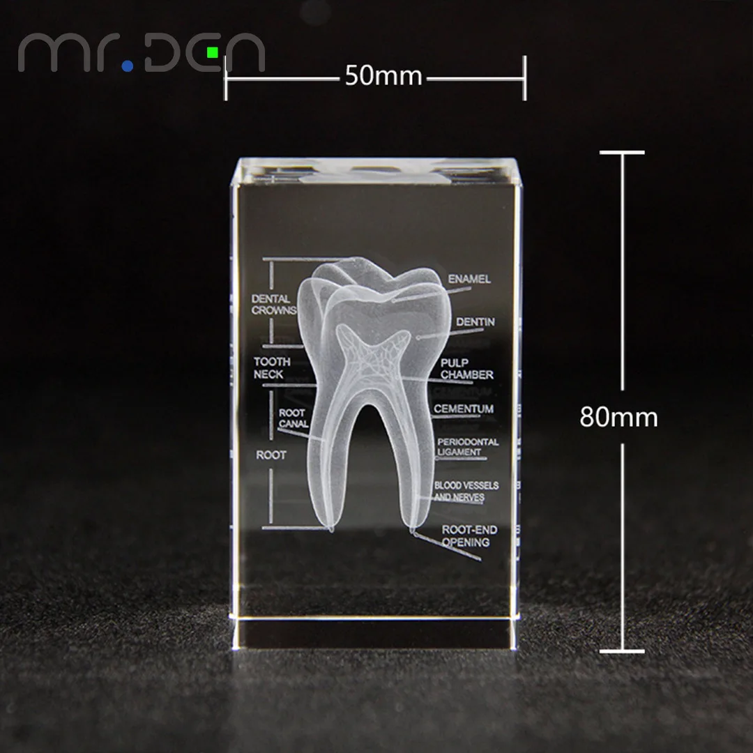 الأسنان ثلاثية الأبعاد محفورة بالليزر الإنسان الهيكل العظمي كريستال مكعب التماثيل العلوم الطبية الهدايا تذكارية الجهاز نموذج تشريحي ثقالة الورق #3