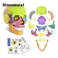 Mini modelo de Anatomía de cráneo humano, rompecabezas 4D de Color desmontado, herramienta de enseñanza médica, 15 piezas por juego