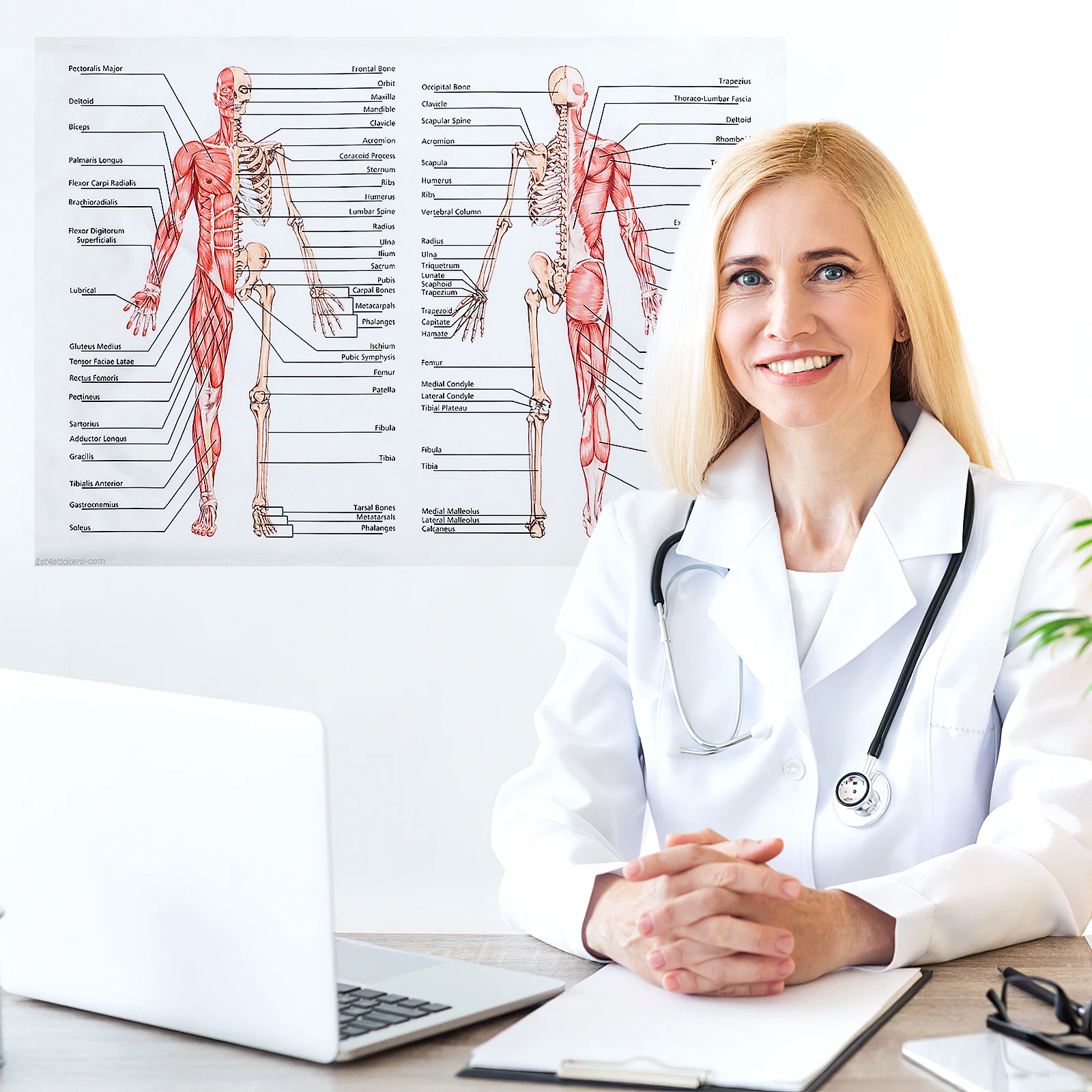 

1pc Human Anatomy Poster Muscular Skeletal System High-Durable Medical Teaching Tool For School Hospital Classroom Anatomy Chart