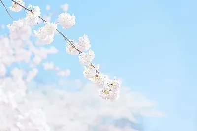 

Big Size 125mm 1.9 Beadlock Wheel Rim Tire Set for 1/10 RC Crawler Car Trxs TRX4 RC4WD D90 Axial SCX10 Pro Capra Redcat MST