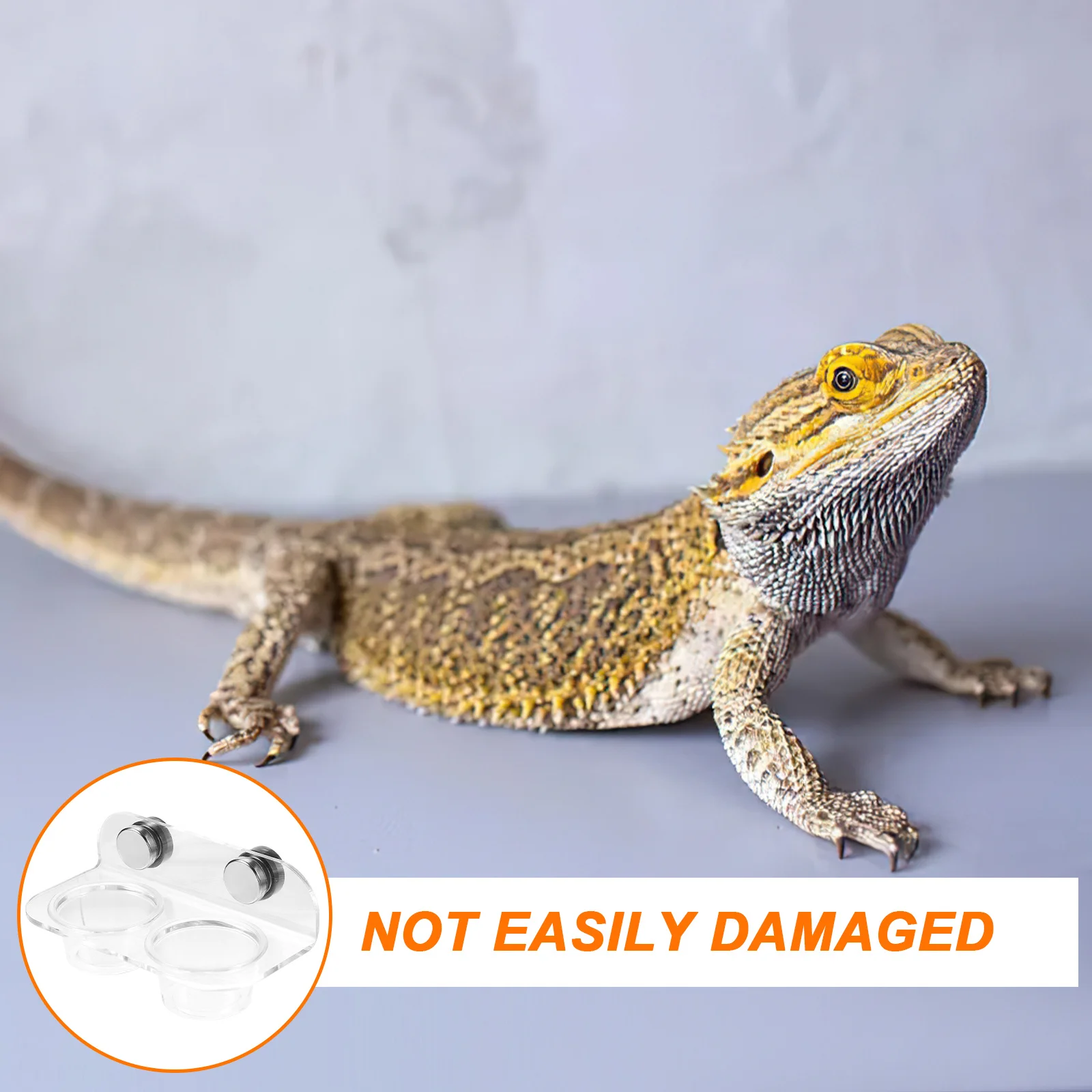 1 مجموعة المغناطيسي الزواحف تغذية كوب دائم سطح أملس سحلية العنكبوت طبق الماء المغناطيسي الزواحف المغذية أبو بريص المغذية