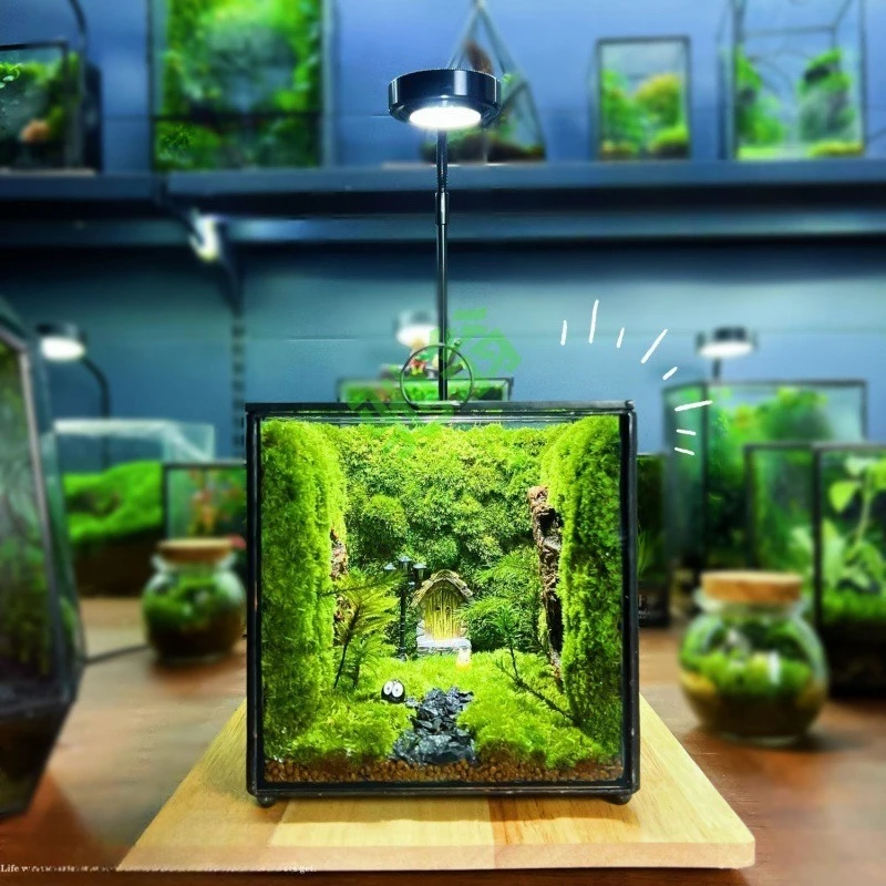 

Internet celebrity desktop ornament creative micro landscape stuffy green plants moss ecological stuffy box