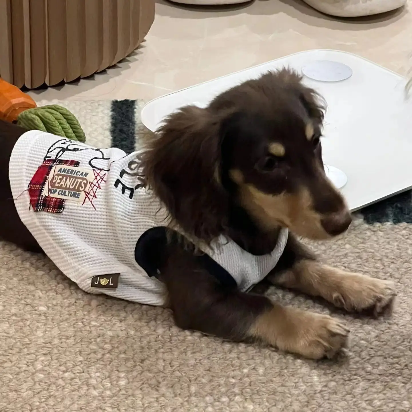 Jersey a rayas para perro salchicha Dachshund – Chaleco verano suave - imagen 3