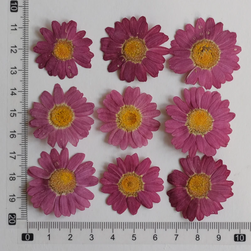 12 قطعة ، الطبيعية ضغط مارغريت زهرة جافة DIY بها بنفسك الوجه البتلة ماكياج النبات إطار صور الايبوكسي المحمول حافظة مجوهرات مسمار الفن حلية