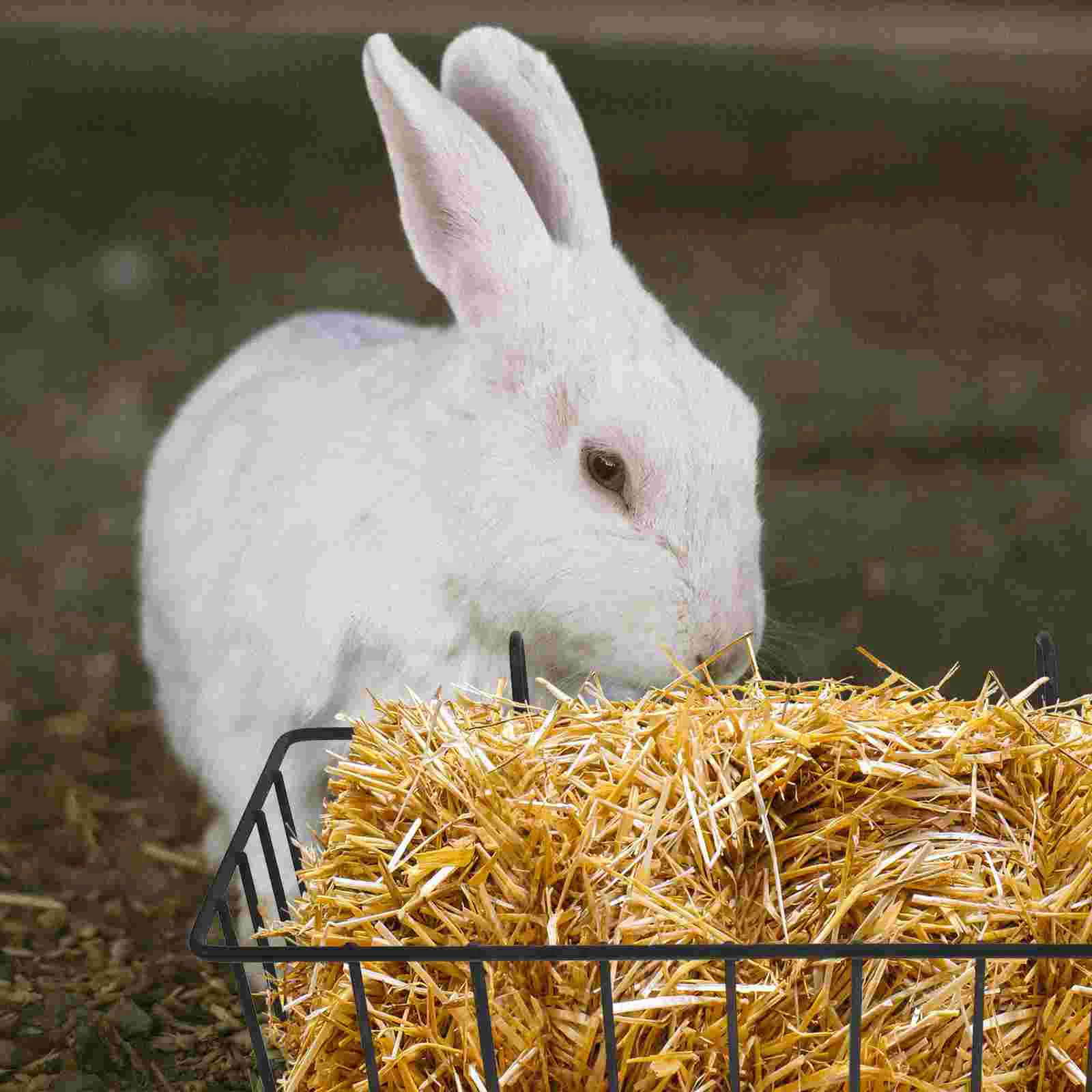2 Pcs Ornament Container Rabbit Hay Feeder Guinea Pig Accessories Racks Pet Cage Adorable Large Capacity