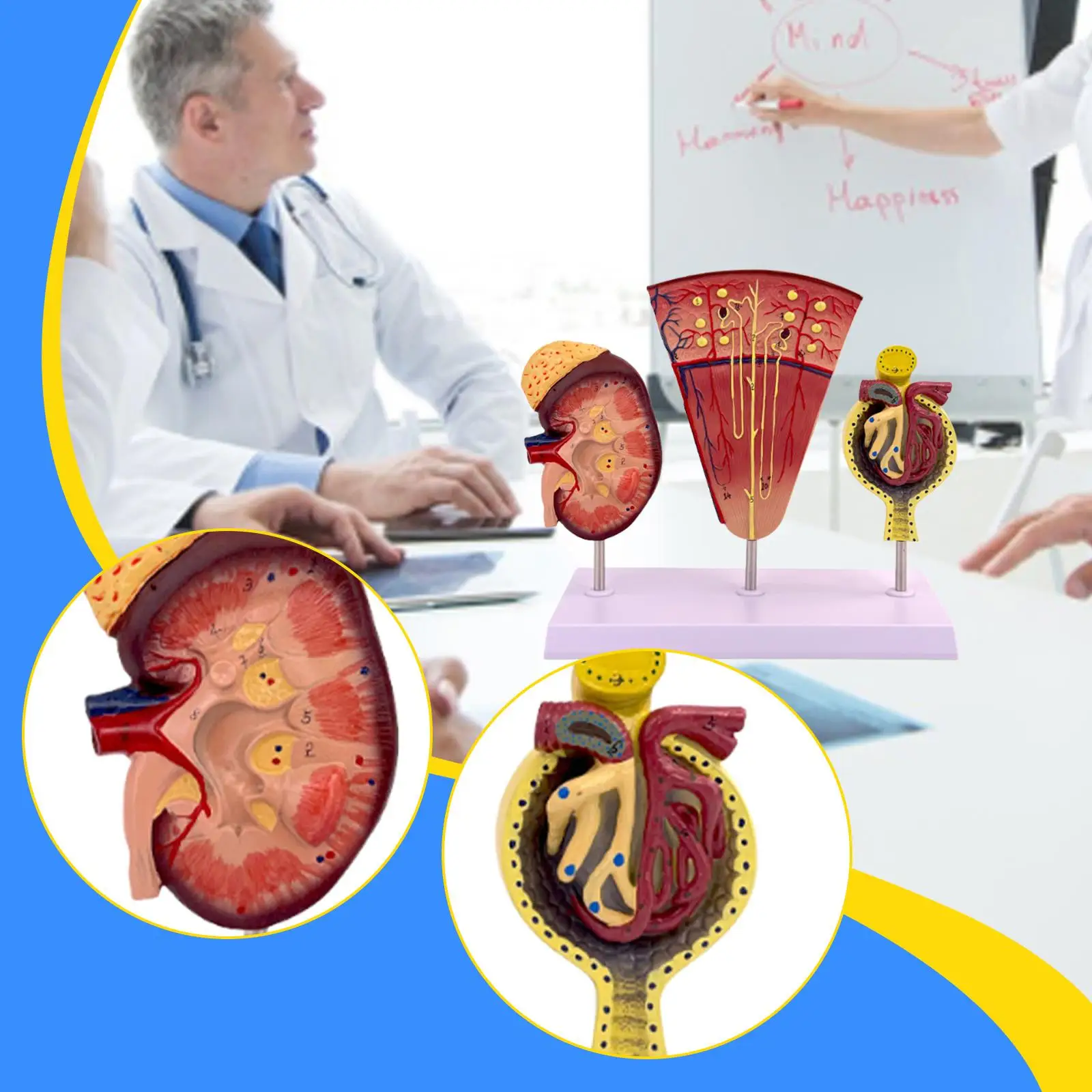 

Kidney Model Organ Model Assisted Dissection Education Tool Anatomical Model for Students Doctor's Offices School Learning Tool