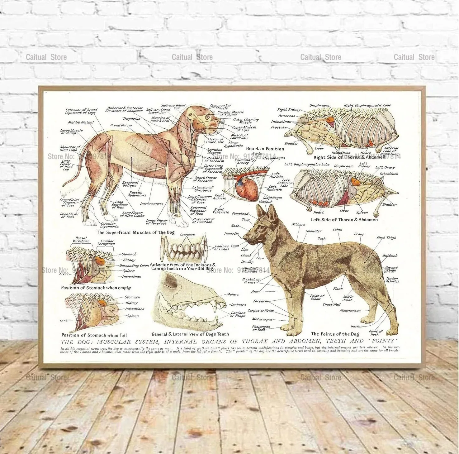 Muscles Organs of the Dog Animal Anatomy Collection Canvas Painting Poster Prints Wall Picture Art Living Home Room Decor