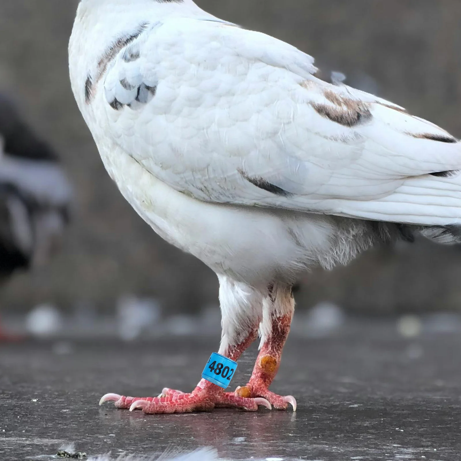 

100Pcs Racing Pigeon Leg Rings Lightweight Aluminum Plastic Bird Identification Bands Easy to Apply and Remove