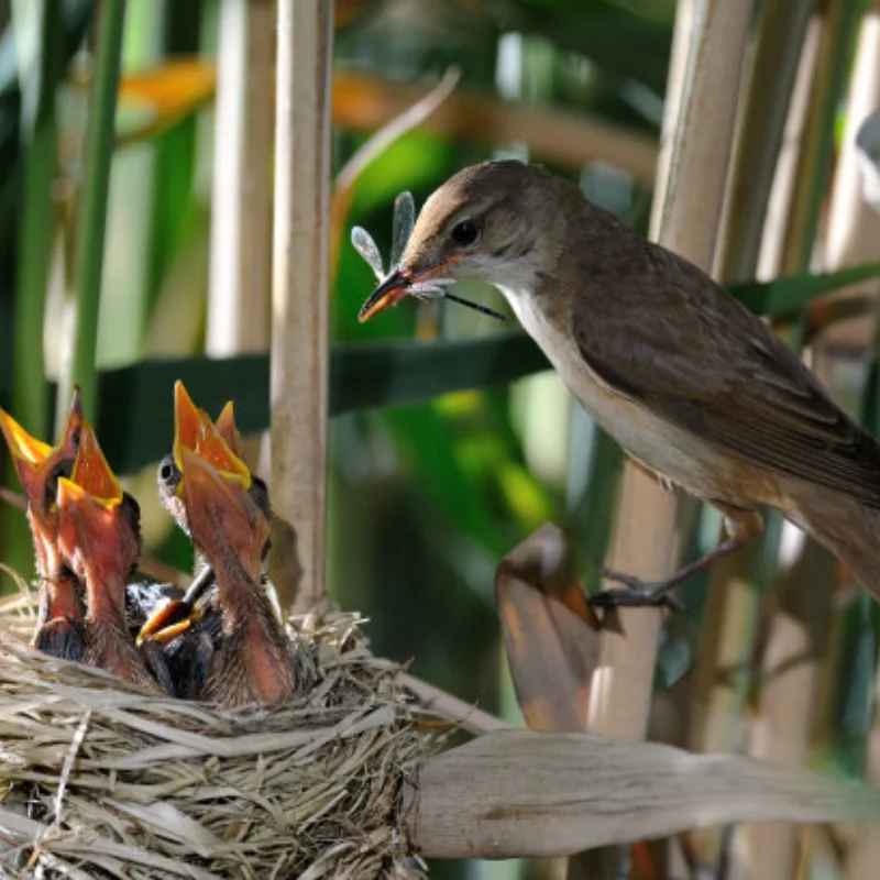 

Металлическая 2-скоростная коробка передач с переключением передач для осевого SCX10 и SCX10 II III 1/10, детали для обновления гусеничного автомобиля на радиоуправлении