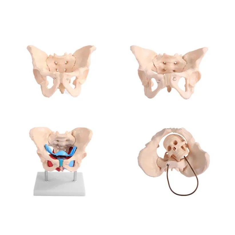 10pcs Science Male and Female Pelvic Model Female Pelvic Floor Muscle Model Medica Midwifery Teaching Model Human Skeleton