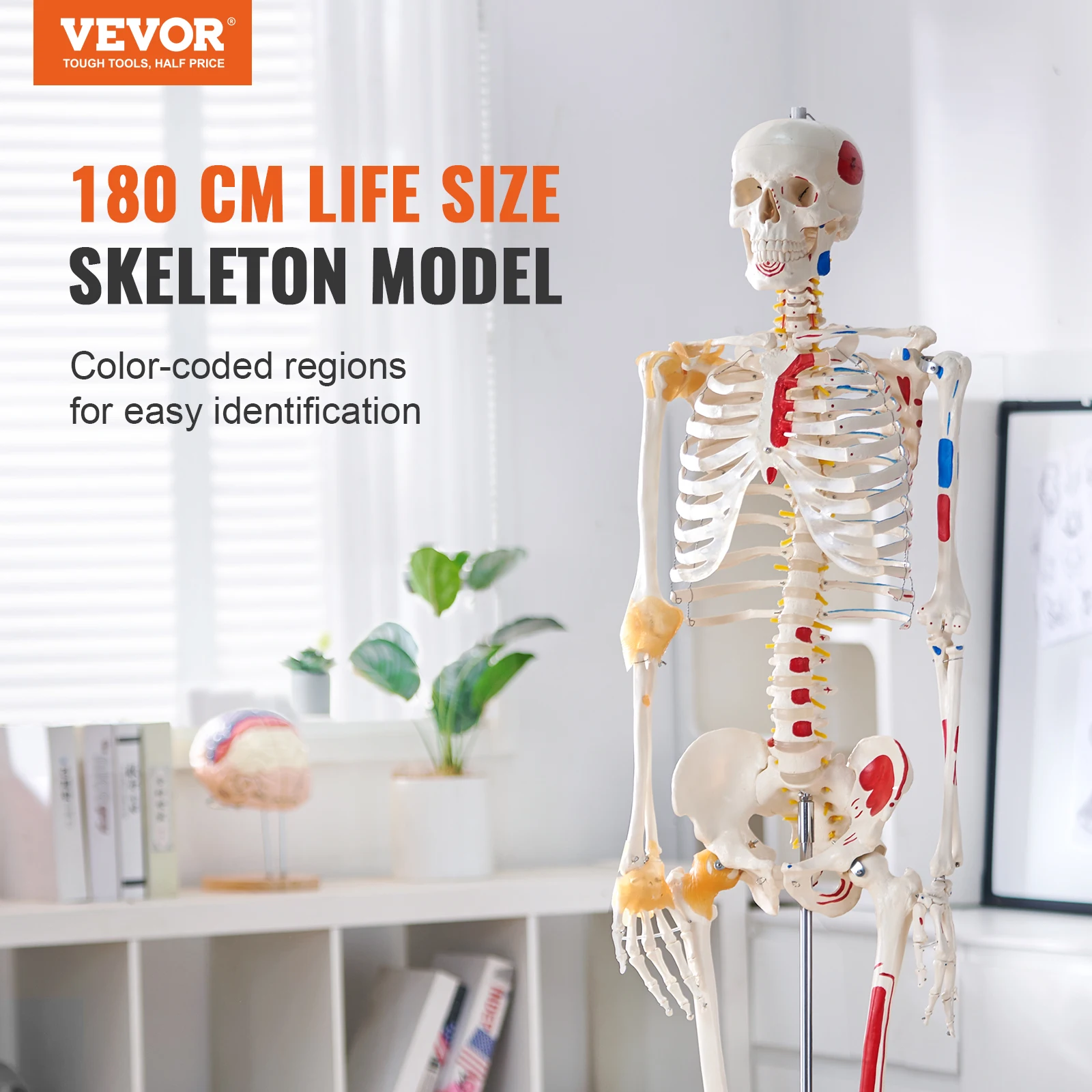 VEVOR Model ludzkiego szkieletu dla anatomii 71,65 cala naturalnej wielkości Model anatomiczny pcv z ruchomymi ramionami nogami i szczęką do