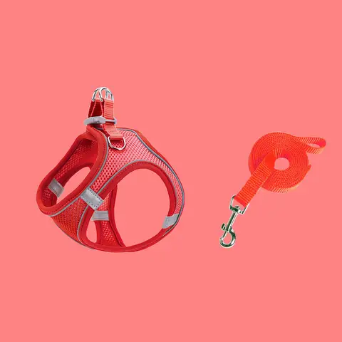 8 best sales bälte för katt - №1