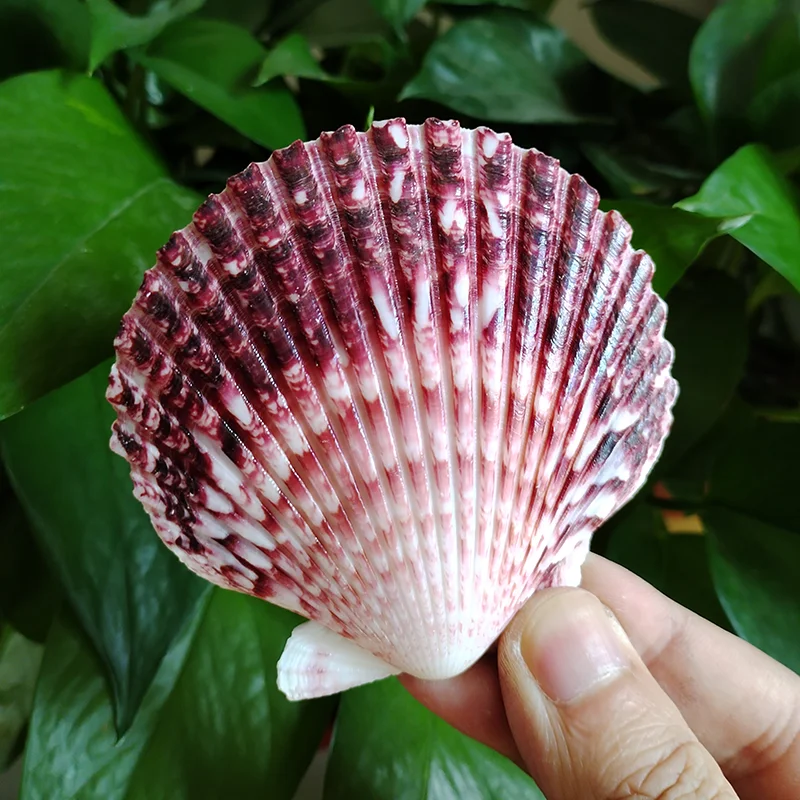 4PCS Purple Scallop Natural Sea Shells Decoration Kids Gifts Crafts Decor DIY Ornament for Aquarium Home Decor 8-9cm