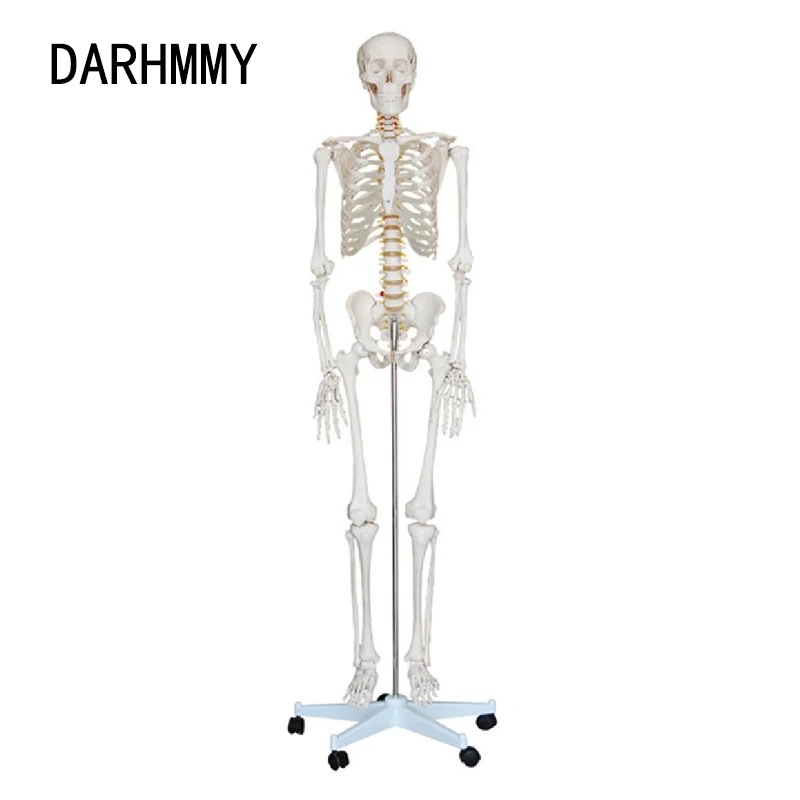 DARHMMY Anatomy Model Life Size Human Skeleton 170cm Tall PVC Material White Bone