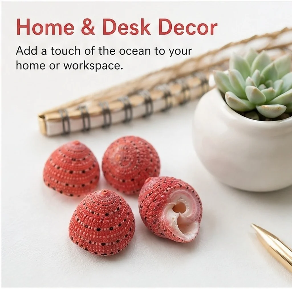 10Pcs Strawberry Conch Shells Natural Sea Conch Specimens for Nautical Decor Vase Fillers Seashell Craft Projects Home Aquarium