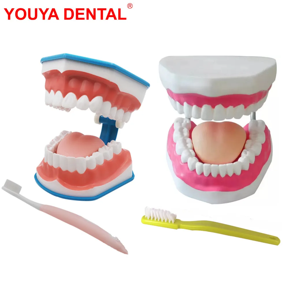 Large Teeth Model With Tongue & Toothbrush Dental Model Teeth Brushing Models For Studying Teaching Demonstration Dentistry Item