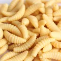 100pcs Beige