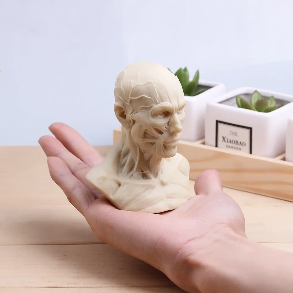 MGT-Small Plaster Sculpture, Musculoskeletal Skull Bust, Home Decoration, Resin Art and Craft, Sketch Practice Decoration Office