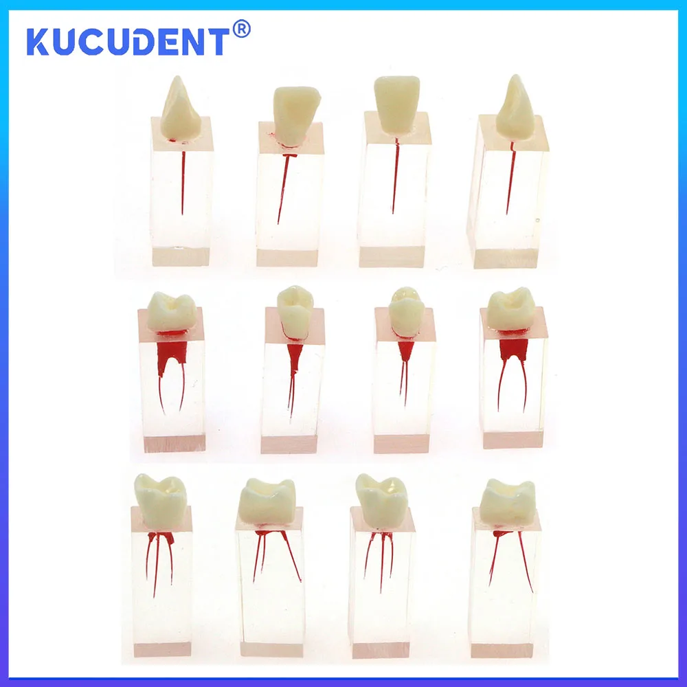 

KUCUDENT Dental Endo Block Endodontic RCT Root Canal Teeth Teaching Model Training Models Resin Dentistry Student Studying