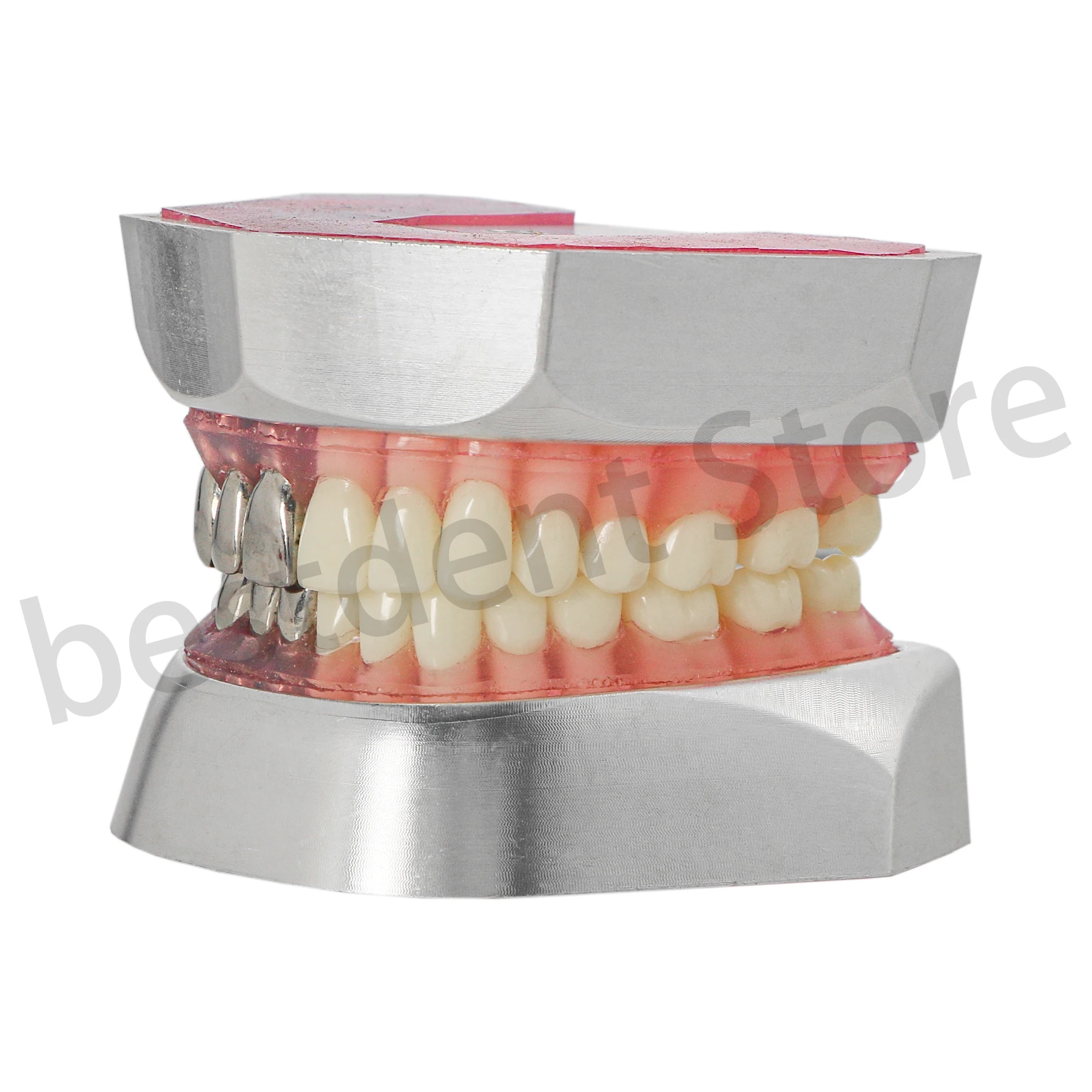 Dental Standard Resin Teeth Model Stainless Steel Base Soft Silcone Gum Stainless Teeth and Resin Teeth M8028