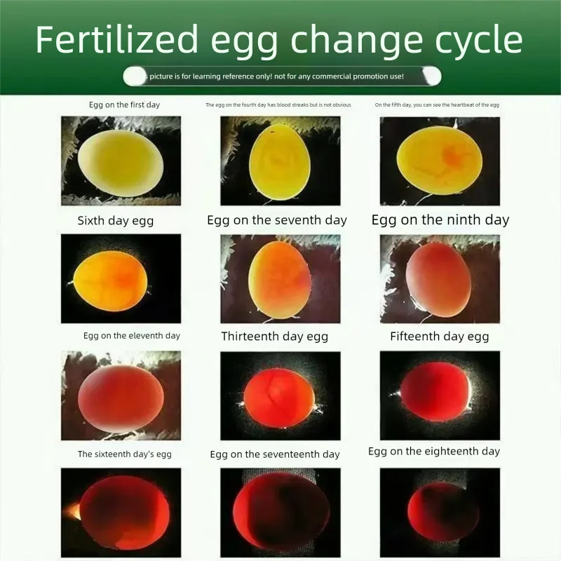 Breeding Treasure for Cockfighting Chicken Breeding Promotes Egg laying Pigeons and Quails to Enhance Reproduction