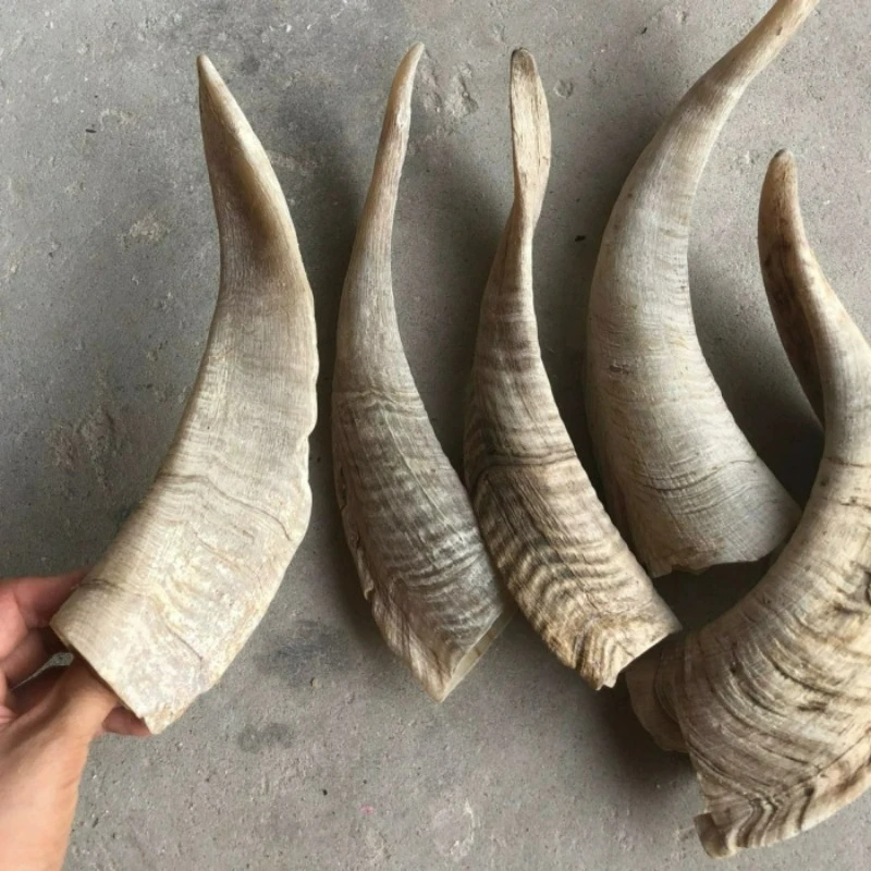 Natural Goat Horn Hollow Carved Ornaments Home Decor Statues for Decoration Sculpture Statue Home Decoration Accessories