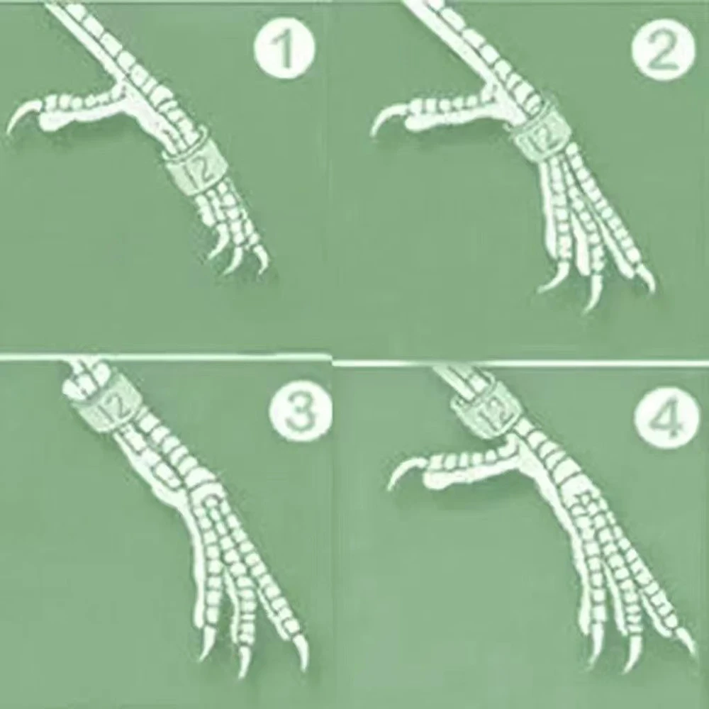 50 قطعة خواتم الطيور الألومنيوم المغلقة المخصصة 2025 أسود 2026 الأخضر كناري البجريجار الذهبي (2.6 مللي متر إلى 9.0 مللي متر)-الوليد 10 أيام