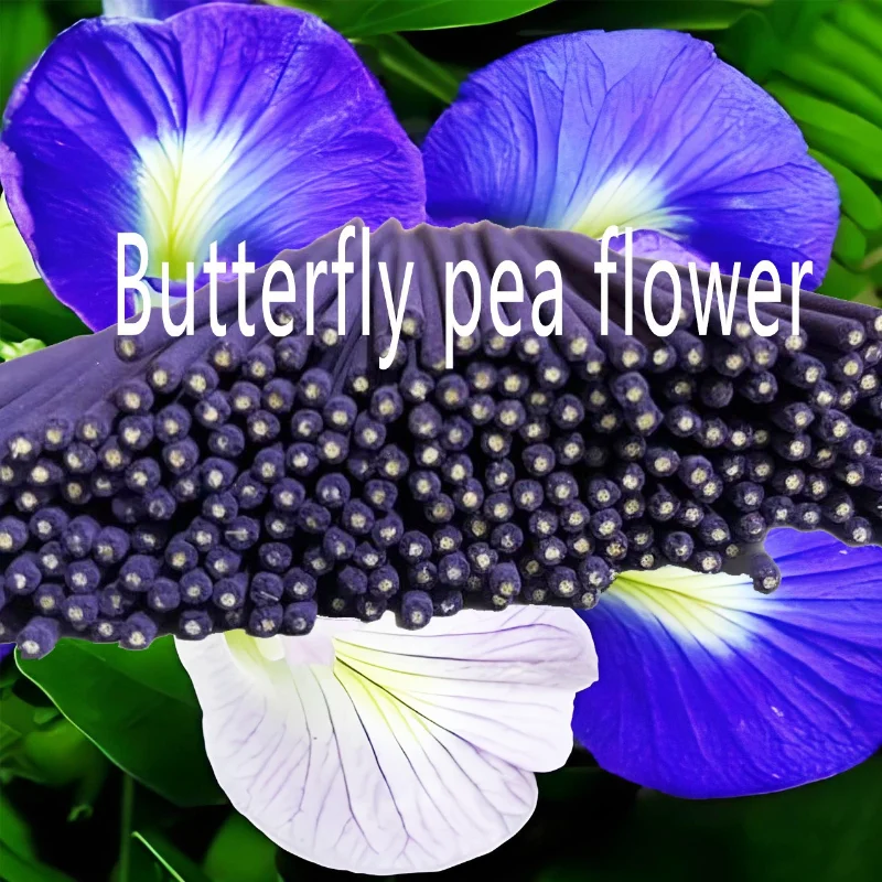 Natural Butterfly Pea Flower Incense Stick Buddhist Worship Household Study Promotes Sleep Removes Odors Calms Mind Joss Stick