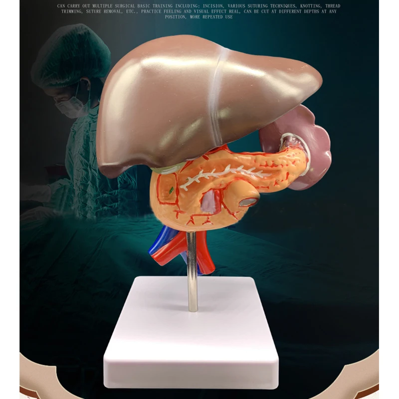 

Life Size 1:1 Human Liver Duodenum Human Body Anatomy Medical Model Anatomical Teaching Resources Supplies Toy