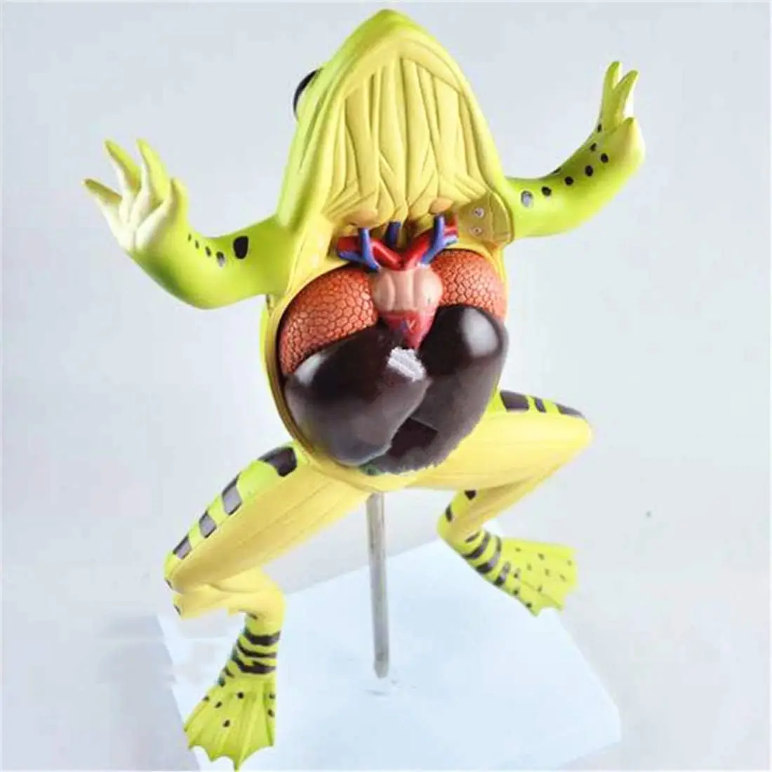 Frog Anatomy Model Toad Bioanatomy Simulation Animal Model Assembly Toy Biomodel Education