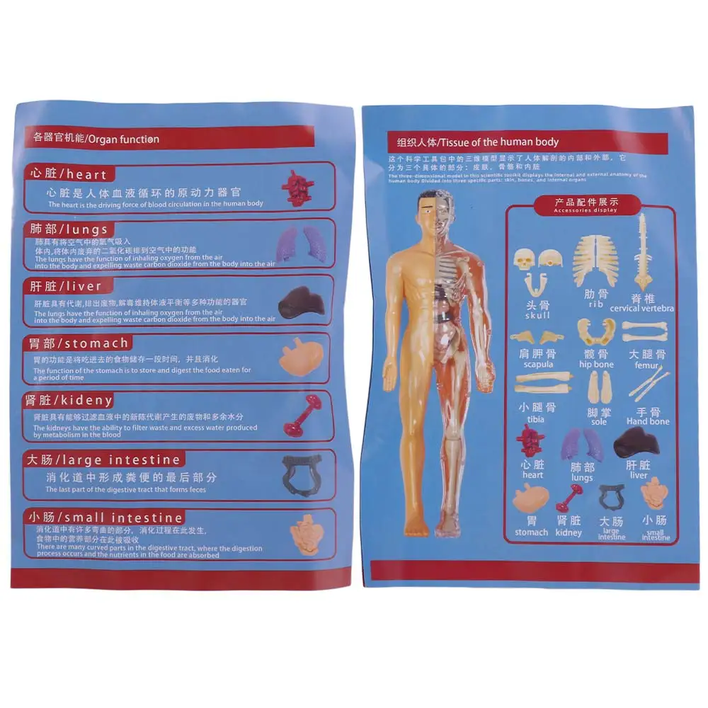 

Пластиковая 3D-модель человеческого торса: прозрачный манекен для самостоятельной сборки, научно-познавательная головоломка, образовательная модель скелета Монтессори