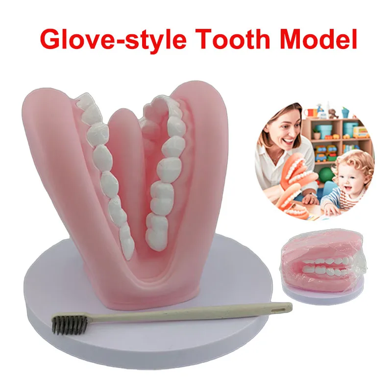 

Oral Model Mighty Mouth Hand Puppet with Tongue 28 Teeth For Speech Therapy Dentist Educational Learning Resource For Children