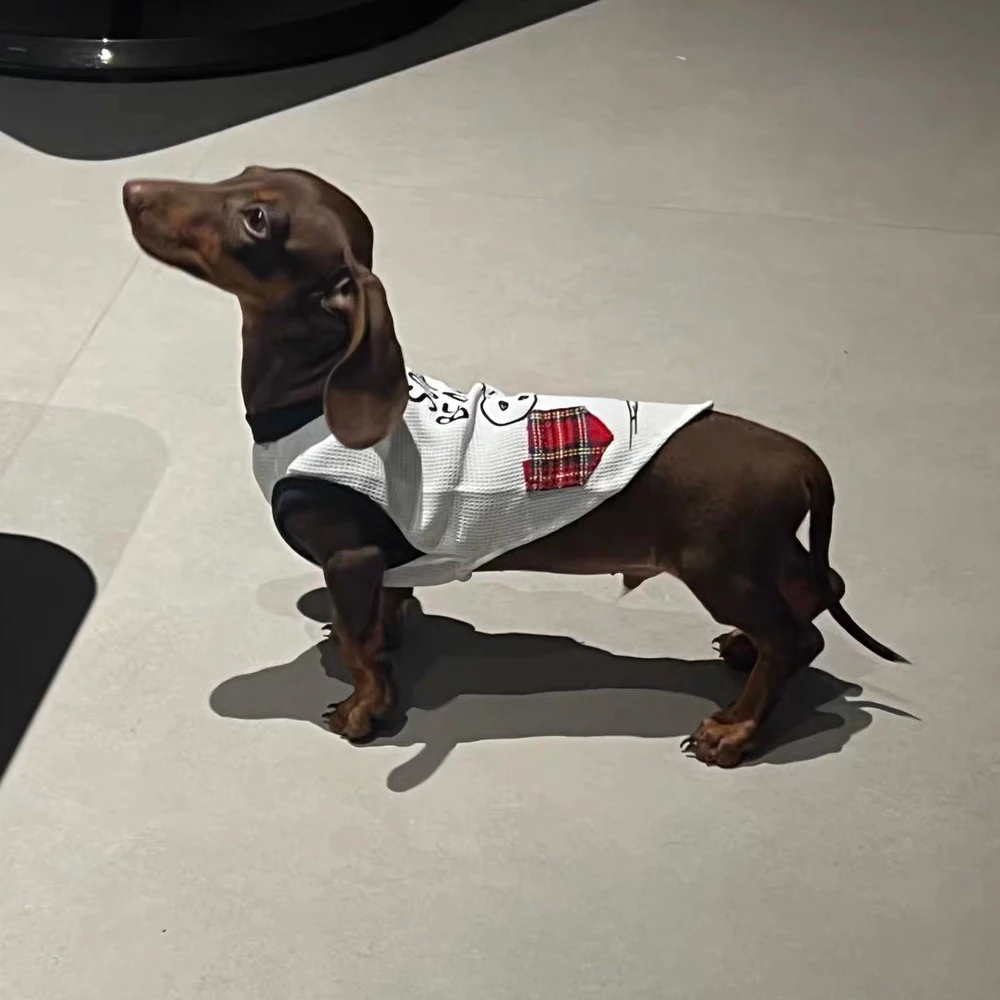 Jersey a rayas para perro salchicha Dachshund – Chaleco verano suave - imagen 2