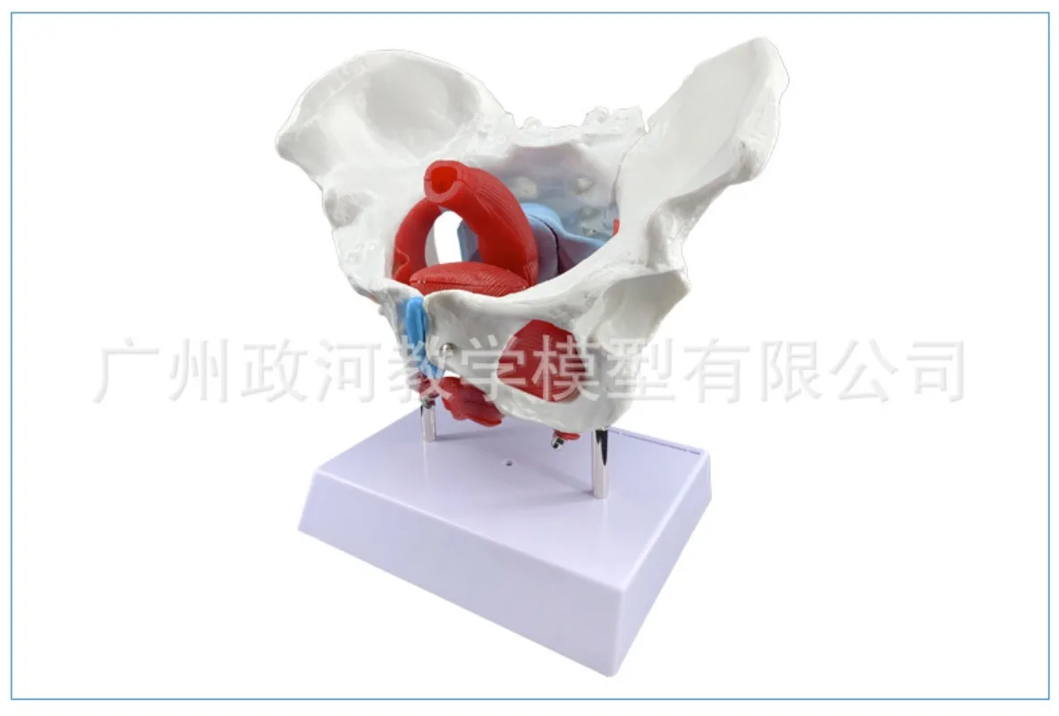 Female Pelvis Anatomy Model with Pelvic Floor Muscles Reproductive Organs Life Size Removable Organs  Uterus  Bladder Rectum