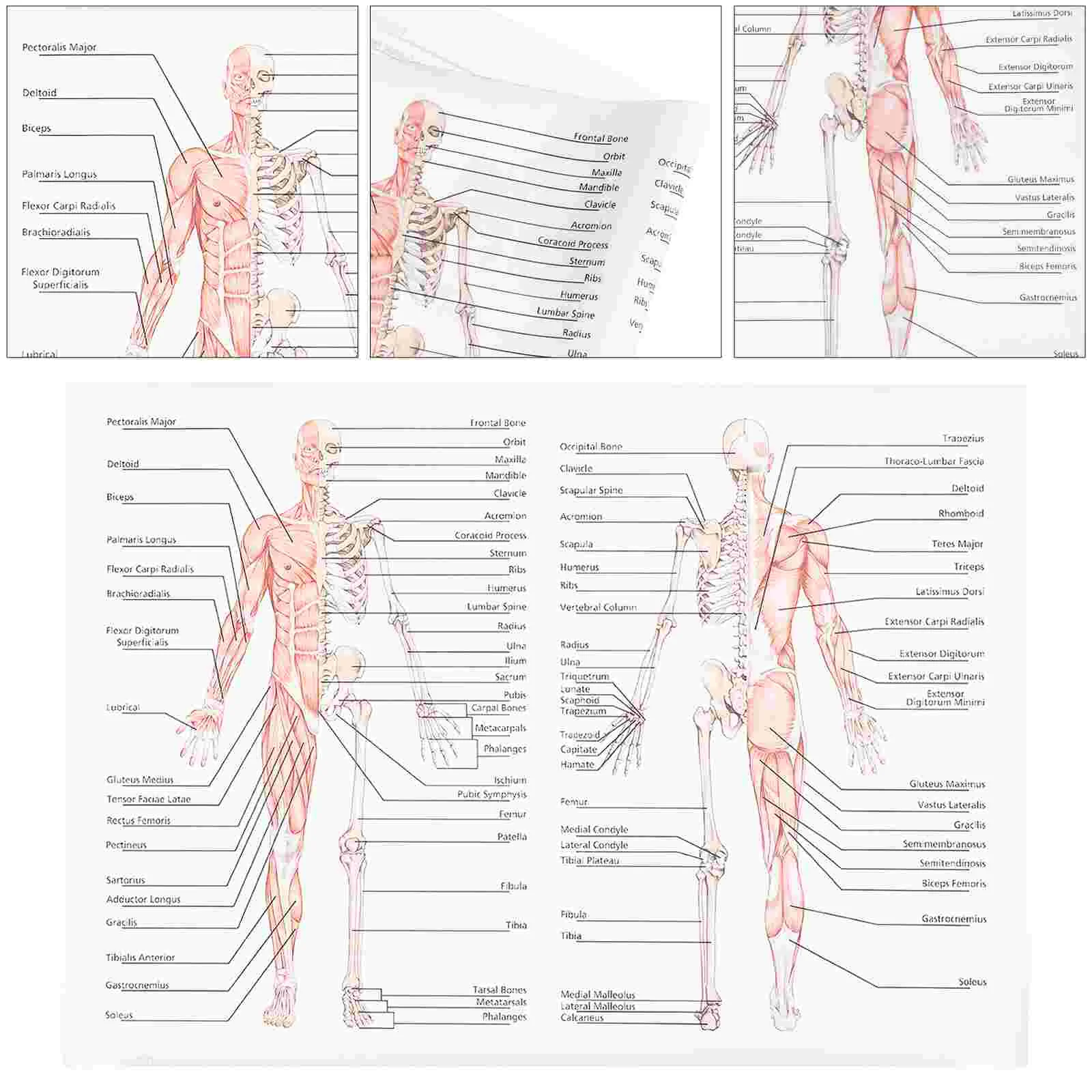 

Poster Human Anatomy Chart Dissection Model Body Structure Painting Bone Figure Science Silk Cloth Muscle