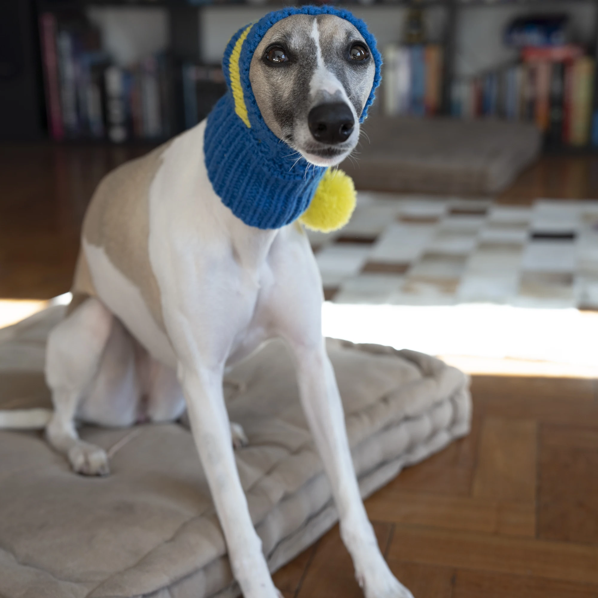 Whippet-Iggy Warm Knitted Pet Hat, Rayas, Galgo italiano, Invierno