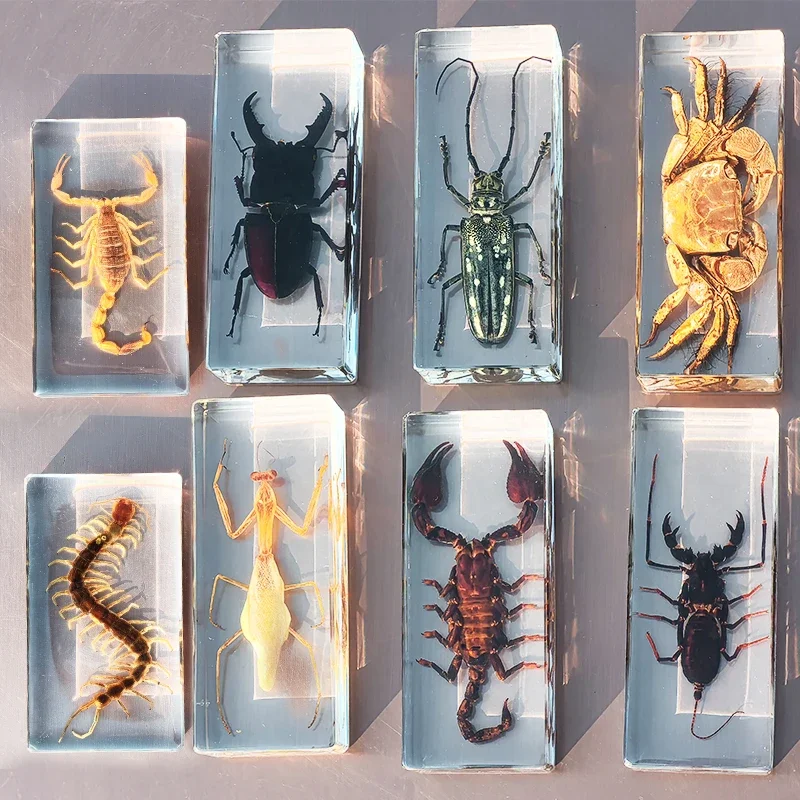 27Real Insects Specimens Resin Wrapped in Variety of Insects Suitable for Science Education Cognitive Children's Room Decoration