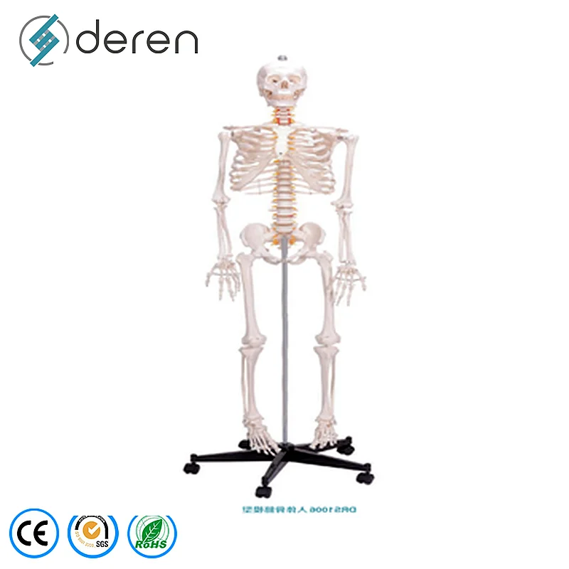 Professional Grade Human Skeleton Anatomy Model For Hospital Patient Education And Medical Exhibitions