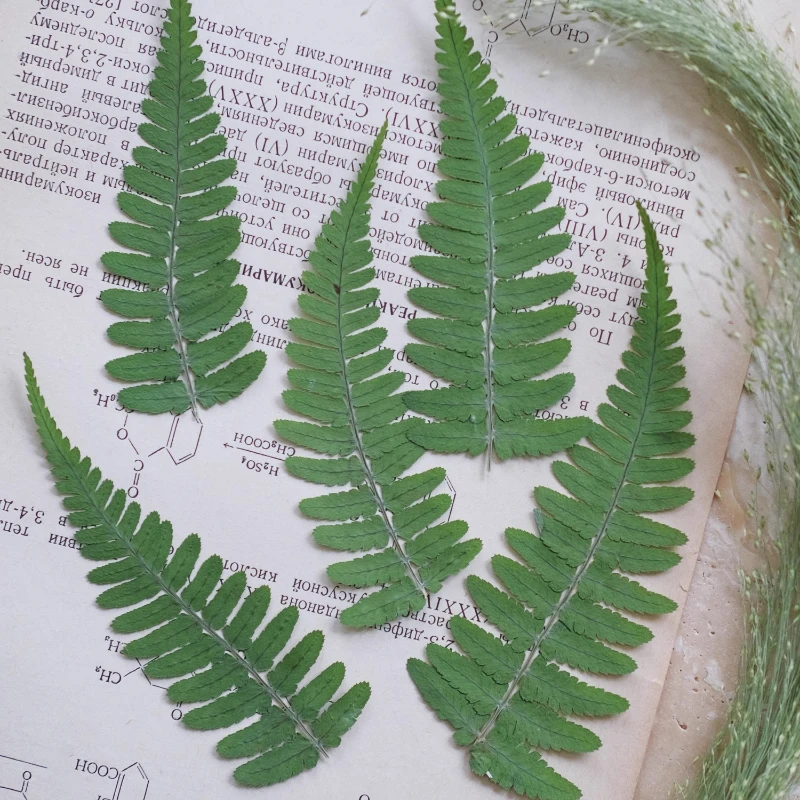 24 قطعة ، الطبيعة ضغط السرخس ورقة الزهور الجافة لتقوم بها بنفسك مجموعة المواد إطارات الصور لمبة مكتب ملصقات الورقة الخضراء-ملحقات راتنجات الايبوكسي #2