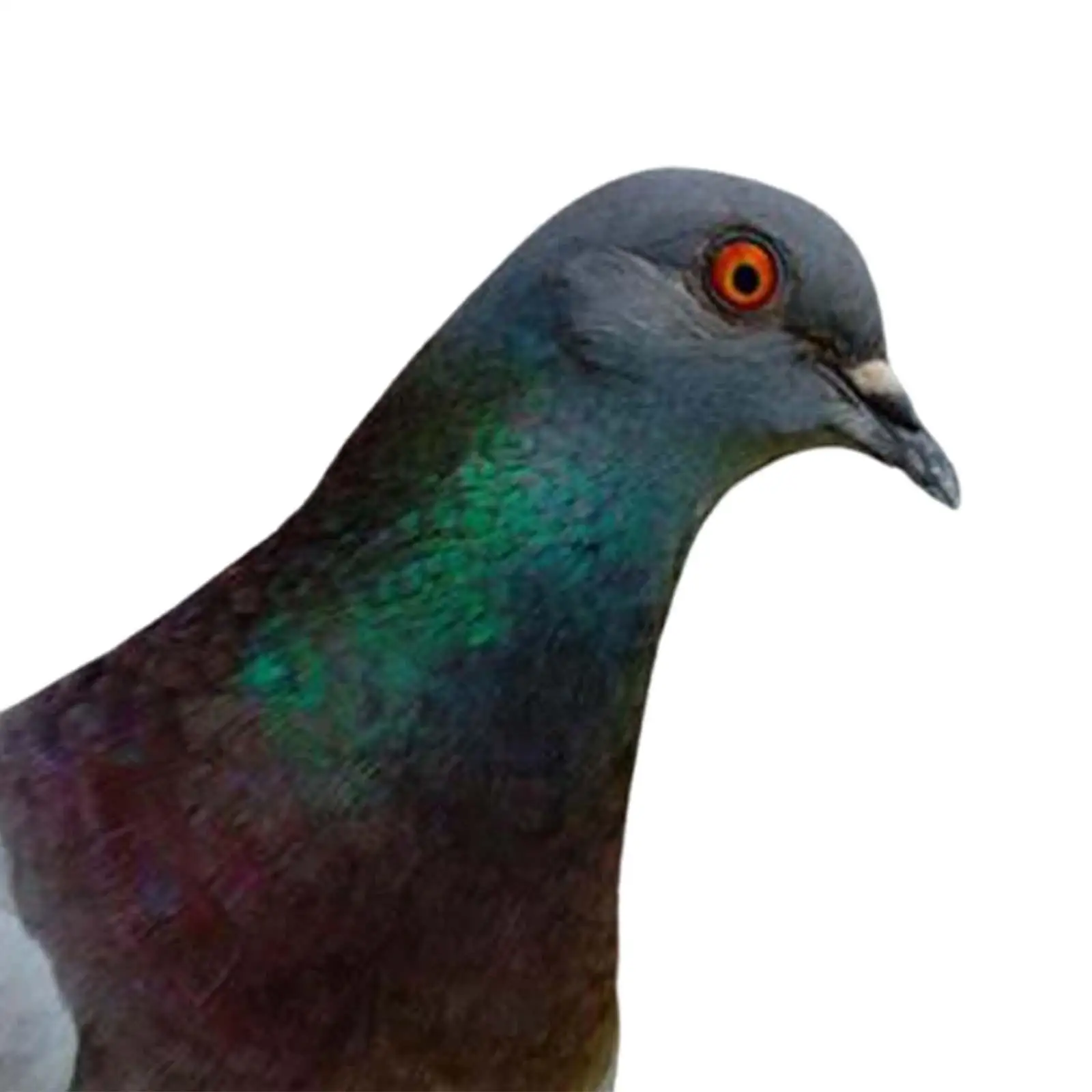 Metal Garden Decor Pigeon Garden Stake Decorative Bird Figure Garden Art Outdoor Yard Decoration for Pathway Courtyard Lawn
