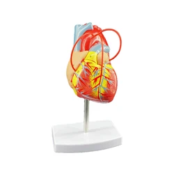 Scientific Heart with Bypass Life Size Anatomical Model Anatomy