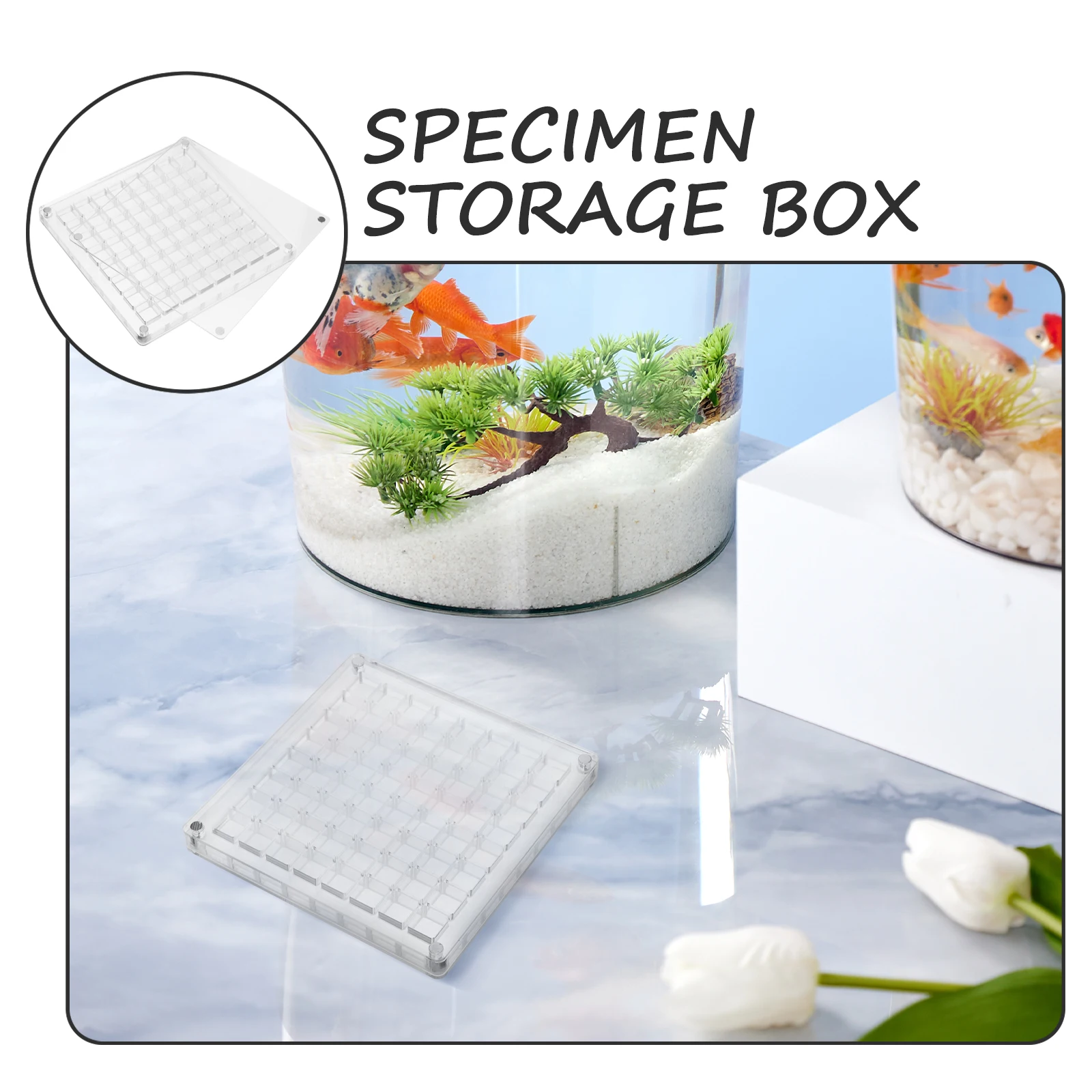

Acrylic Seashell Storage Holes Transparent Multi-Grid Mini Seashell Organizer Case Perfect for Jewelry Beads Stones