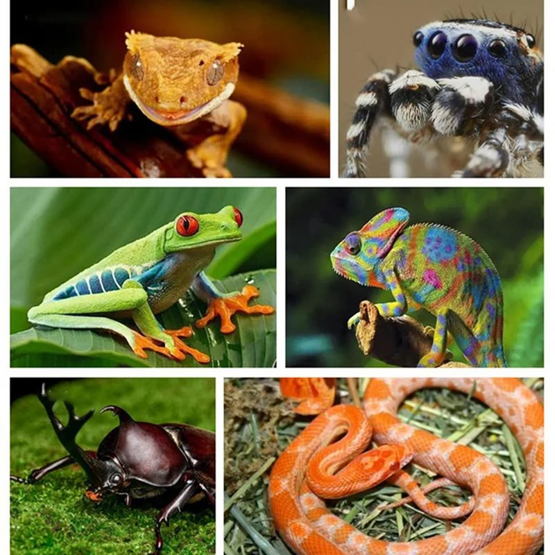 

Ветки для рептилий: уникальные ветки для скалолазания, натуральные, нескользящие, для декора террариума, украшения для рептилий.