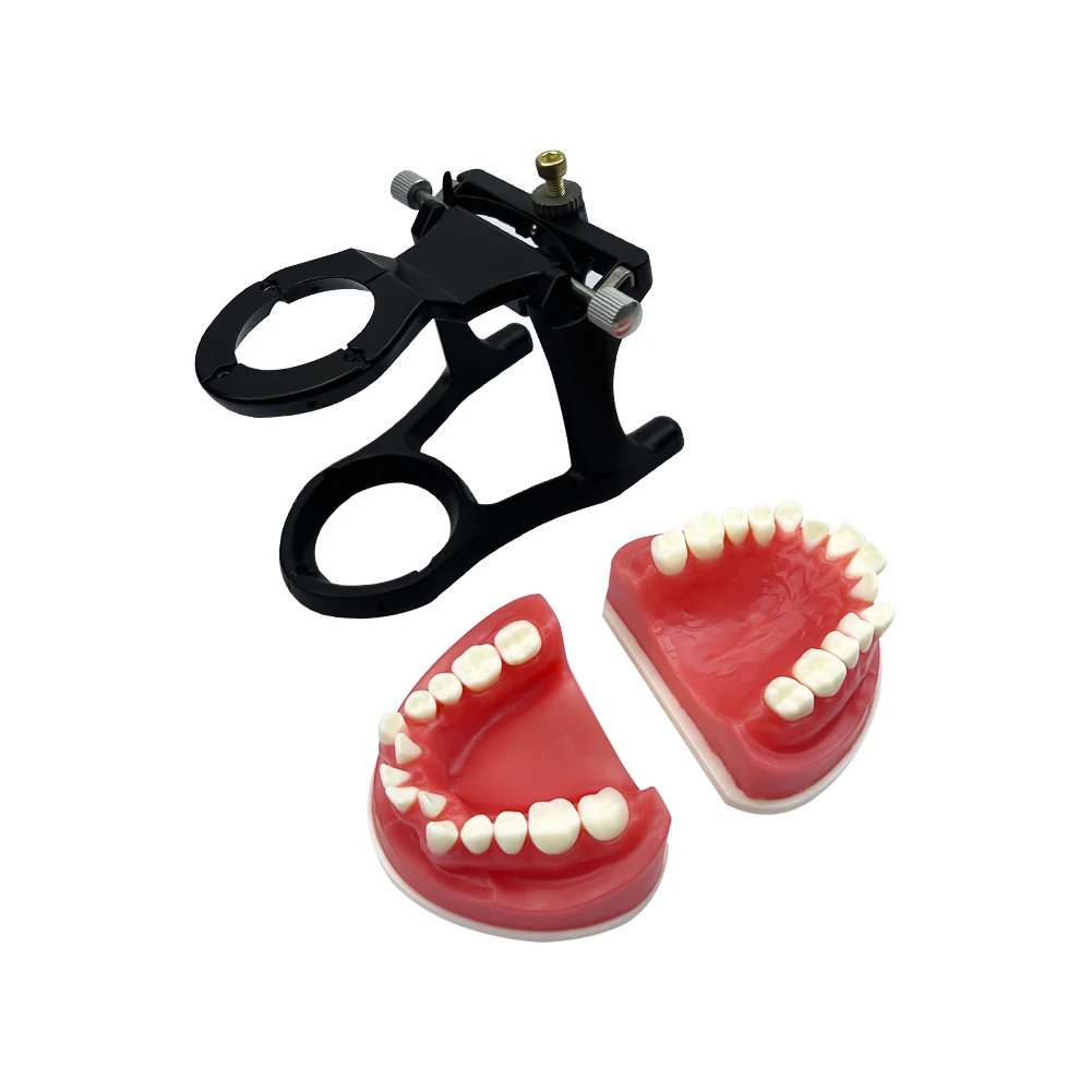 Thumbnail 4 - #65 Dental Teaching Models List of Top Picks