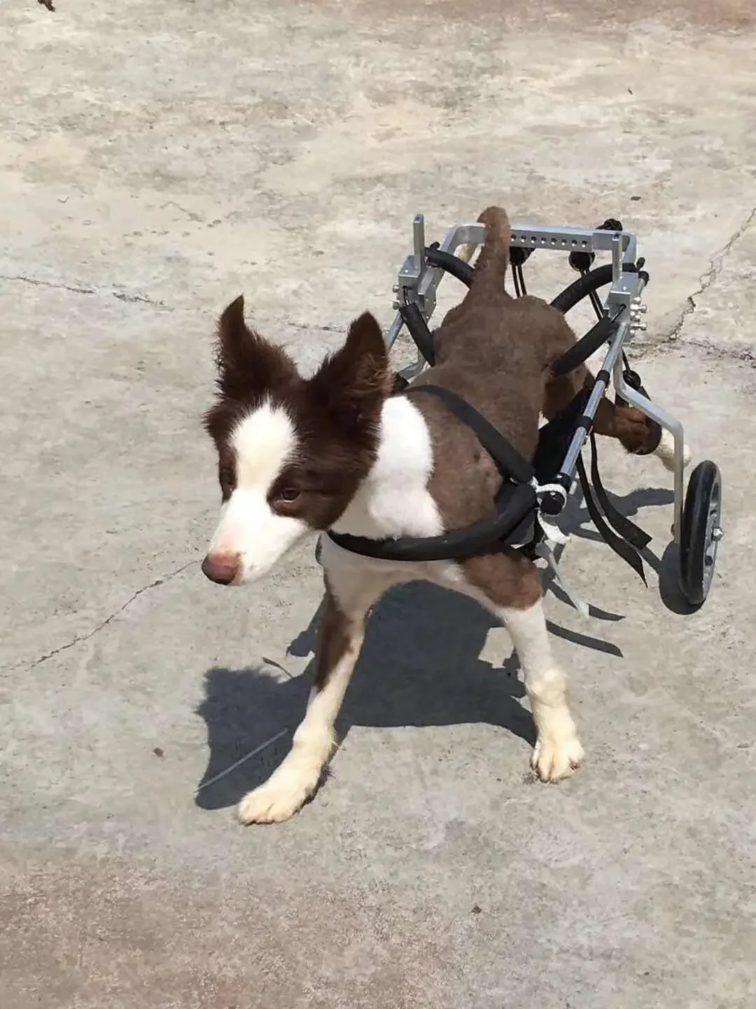 Best Reviewed Aviation Aluminium Alloy Adjustable Pet Dog Cat Walk Assistance  Walker For Pet Dog Back Legs