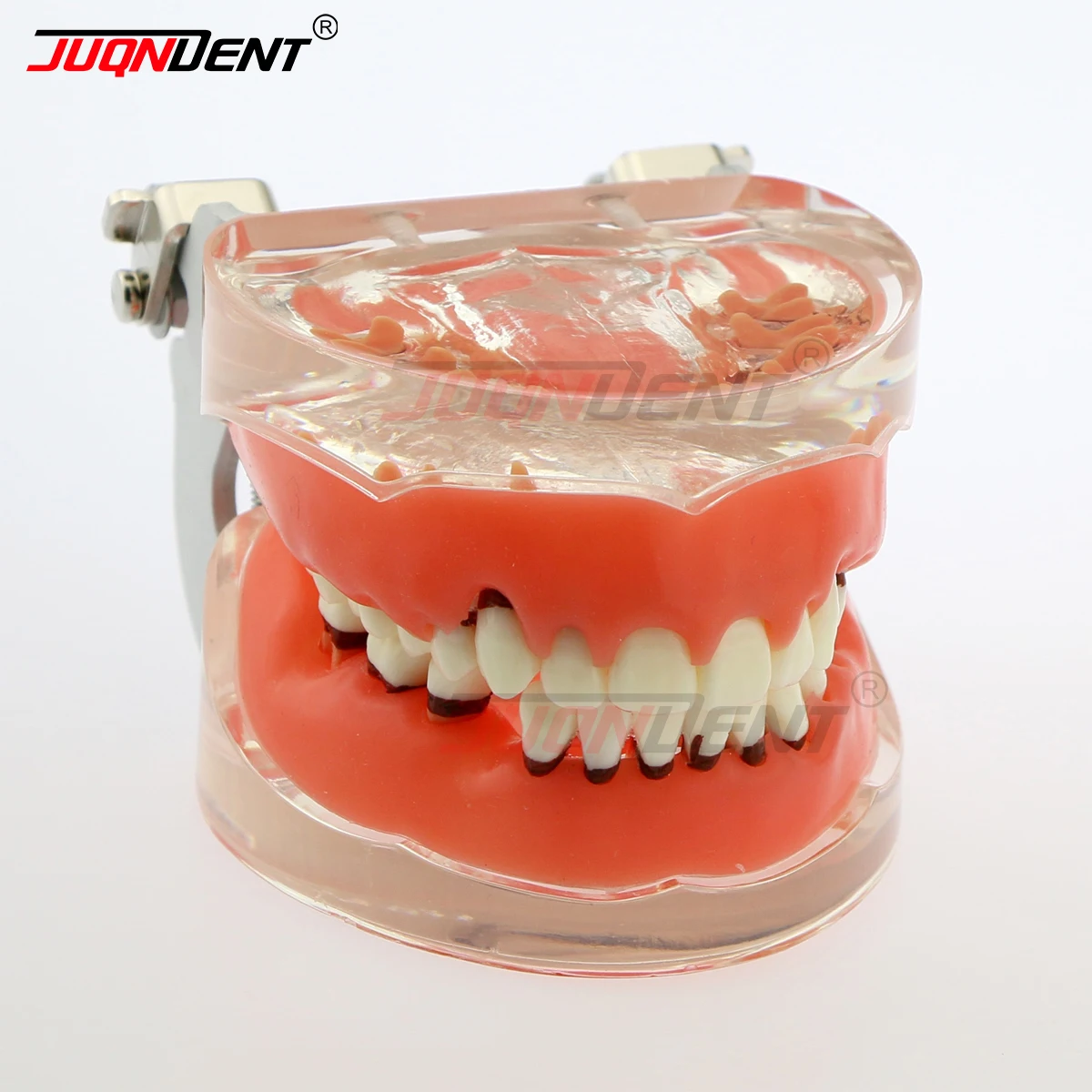 Thumbnail 2 - #42 Dental Teaching Models List of Top Picks